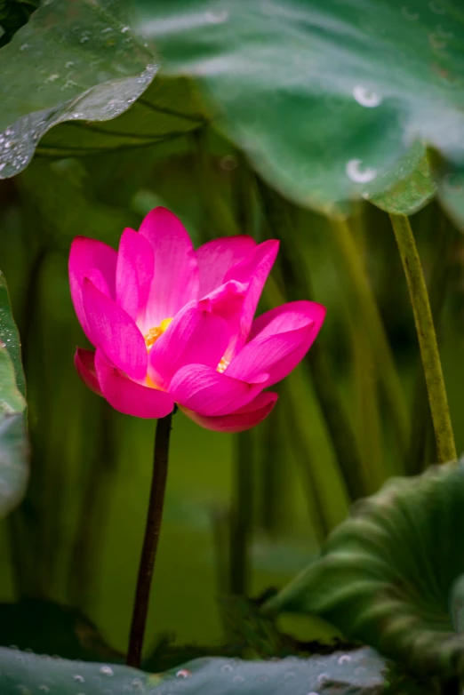 a pink lotus flower surrounded by green leaves, unsplash, hurufiyya, vietnam, lpoty, crimson, paul barson