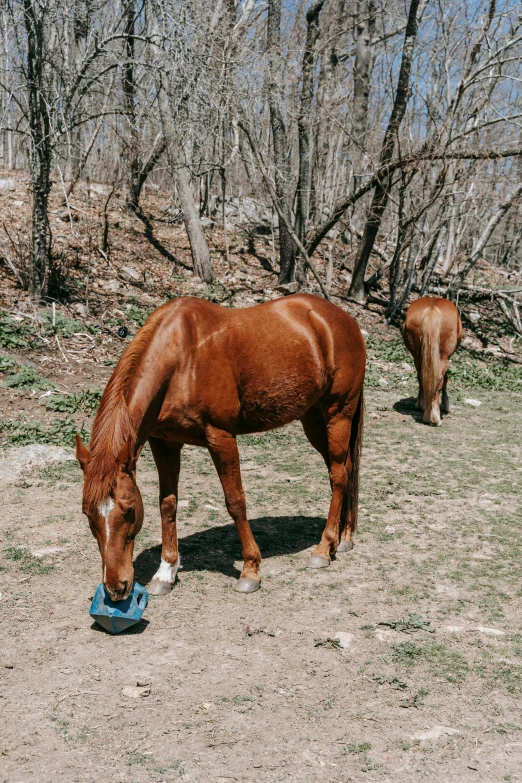 a brown horse eating grass in a field, holding maracas, water bottles, in the woods, bosnian