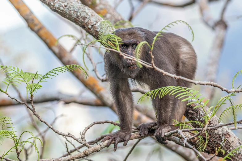 a monkey sitting on top of a tree branch, by Peter Churcher, portrait image, grey-eyed, male emaciated, lachlan bailey