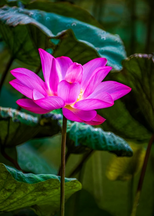 a pink flower with green leaves in the background, by Reuben Tam, unsplash, standing on a lotus, lpoty, vietnam, illuminated