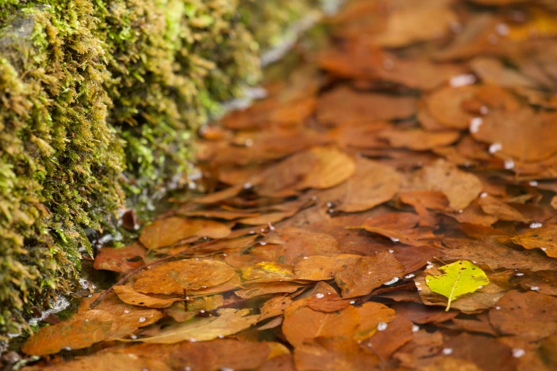 a leaf laying on the ground next to a mossy wall, by Daniel Gelon, unsplash, oranges floating in the water, nothofagus, thumbnail, small stream