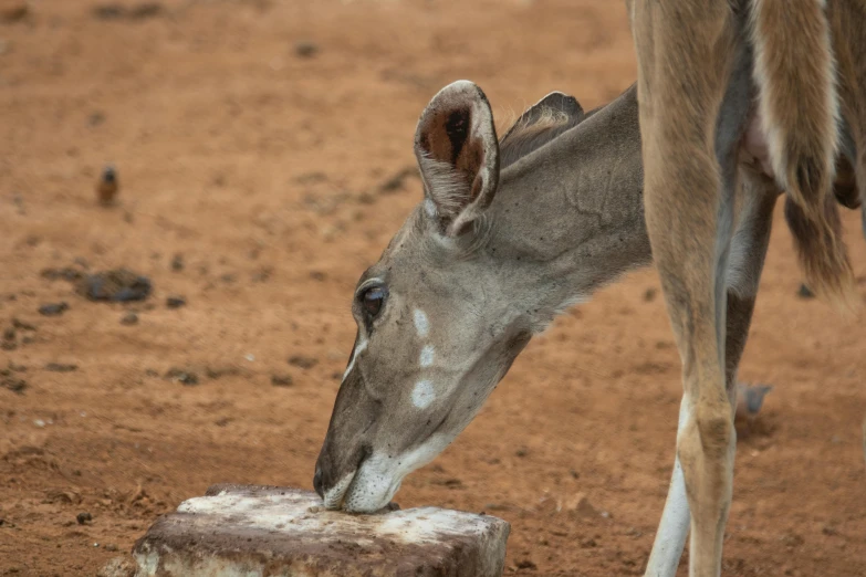 a deer that is standing in the dirt, drinking, kangaroos, up close image, amanda lilleston