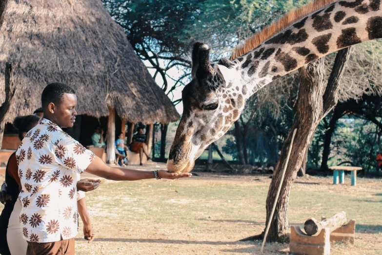 a man feeding a giraffe at a zoo, by Daniel Lieske, pexels contest winner, african arts, massai warrior, 🦩🪐🐞👩🏻🦳, panoramic shot