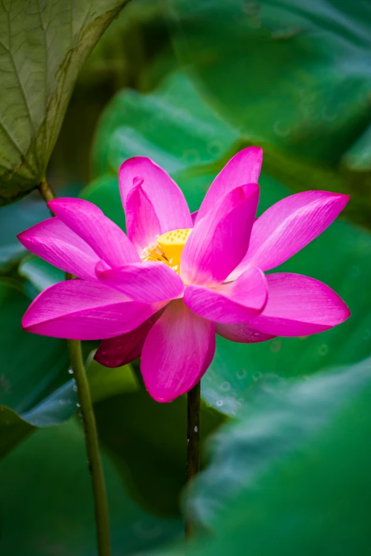 a pink flower sitting on top of a green leaf, sitting on a lotus flower, lpoty, paul barson, no cropping