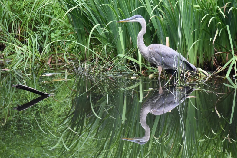 a bird that is standing in the water, sitting at a pond, brockholes, avatar image