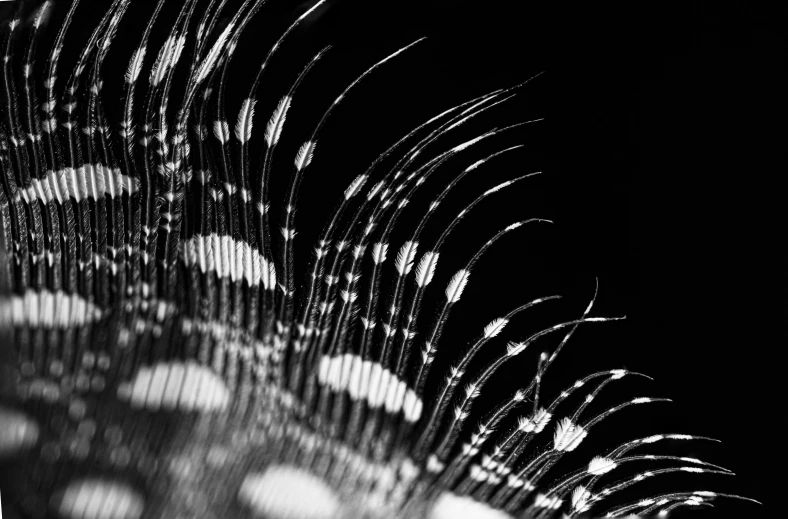 a black and white photo of a feather, a stipple, by Caroline Mytinger, hurufiyya, fine art print, fractal lace, macro bokeh ”, tail of a lemur