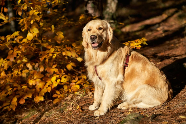 a dog sitting on the ground in the woods, avatar image, golden collar, autumnal colours, canines sports photo