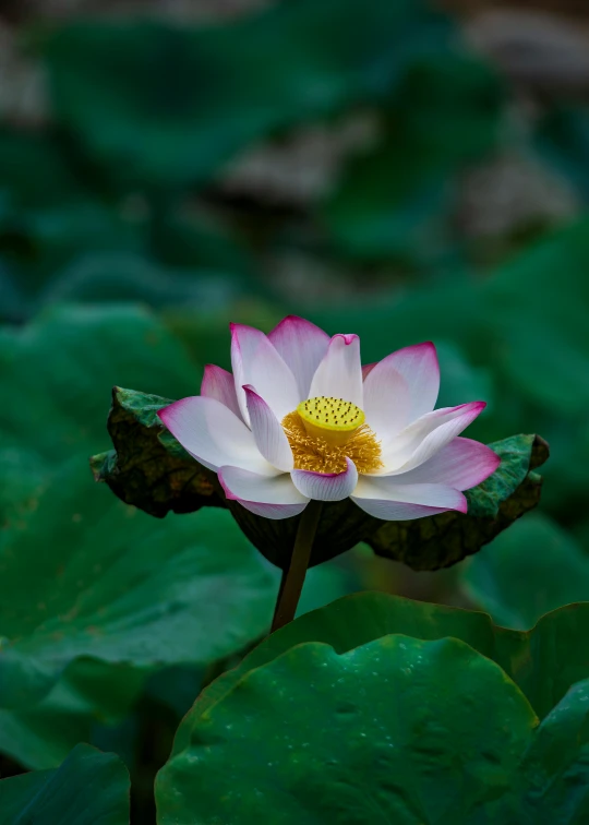 a white flower with a yellow center surrounded by green leaves, by Reuben Tam, unsplash, pink lotus queen, vietnam, paul barson, medium wide front shot