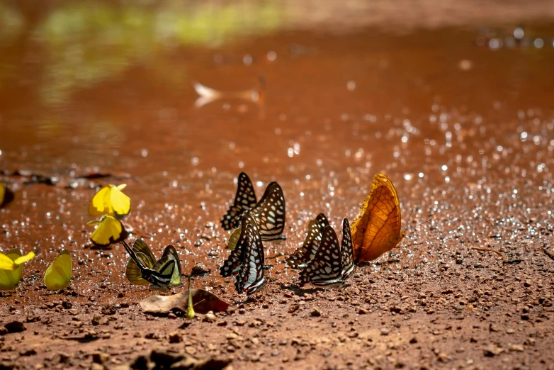 a group of butterflies that are standing in the dirt, by Gwen Barnard, pexels contest winner, hurufiyya, puddle of water, red sand, drinking, australian wildflowers