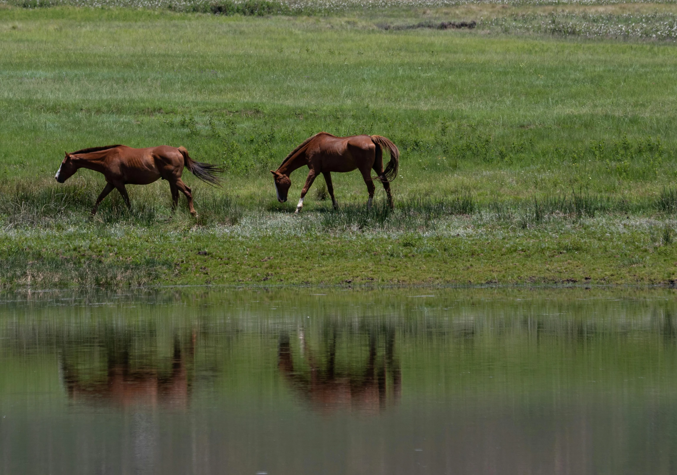 a couple of horses that are standing in the grass, by Jim Nelson, pexels contest winner, hurufiyya, reflective water, red lake, hd footage, shot on 1 5 0 mm