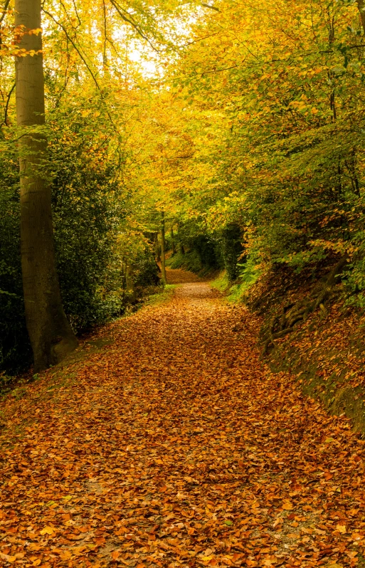 a leaf covered path in the middle of a forest, by Andries Stock, today\'s featured photograph 4k, slide show, ocher, england