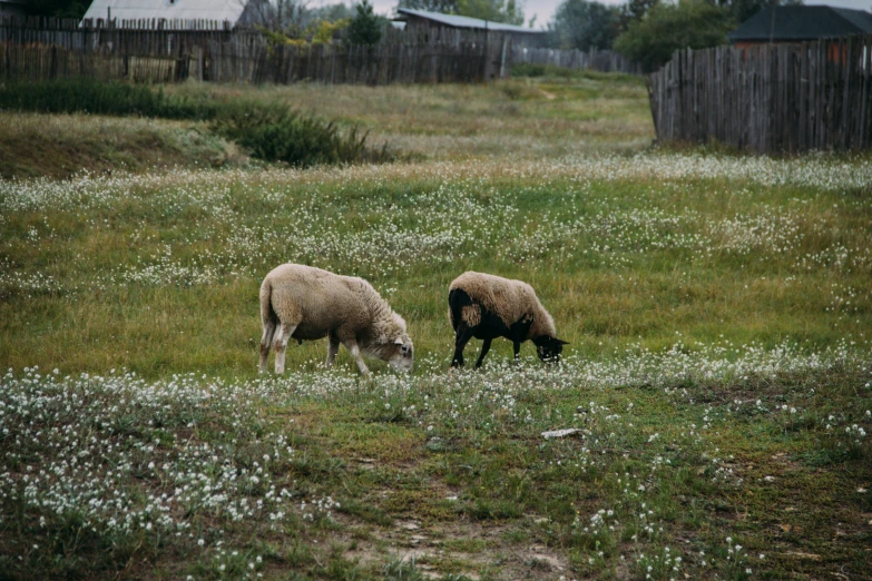 a couple of sheep standing on top of a lush green field, a picture, by Attila Meszlenyi, unsplash, realism, on a village, animals in the streets, 2000s photo