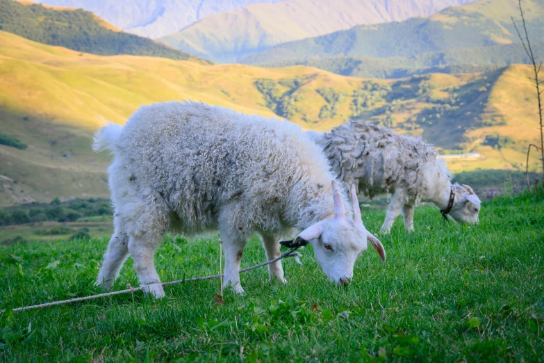 two sheep grazing in a field with mountains in the background, pexels contest winner, romanticism, georgic, human lamb hybrid, white, summer evening