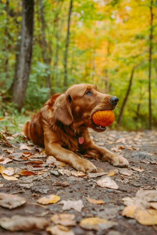 a dog laying on the ground with a ball in its mouth, a portrait, pexels, fall foliage, minn, tournament, detailed »