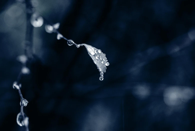 a close up of a leaf with water droplets on it, inspired by Elsa Bleda, unsplash, art photography, dark blue, hanging from white web, tooth wu : : quixel megascans, made of crystal