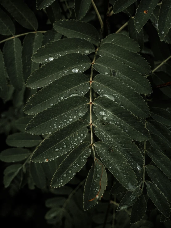 a close up of a leaf with water droplets on it, trending on pexels, hurufiyya, dense lush forest at night, overhanging branches, it\'s raining, on a gray background