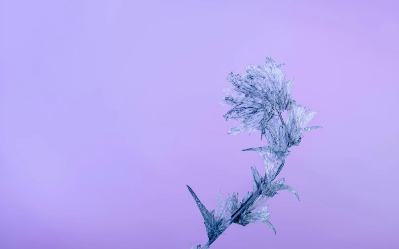 a close up of a plant with frost on it, inspired by Arthur Burdett Frost, unsplash, art photography, pastel purple background, tooth wu : : quixel megascans, an artistic pose, floating crystals