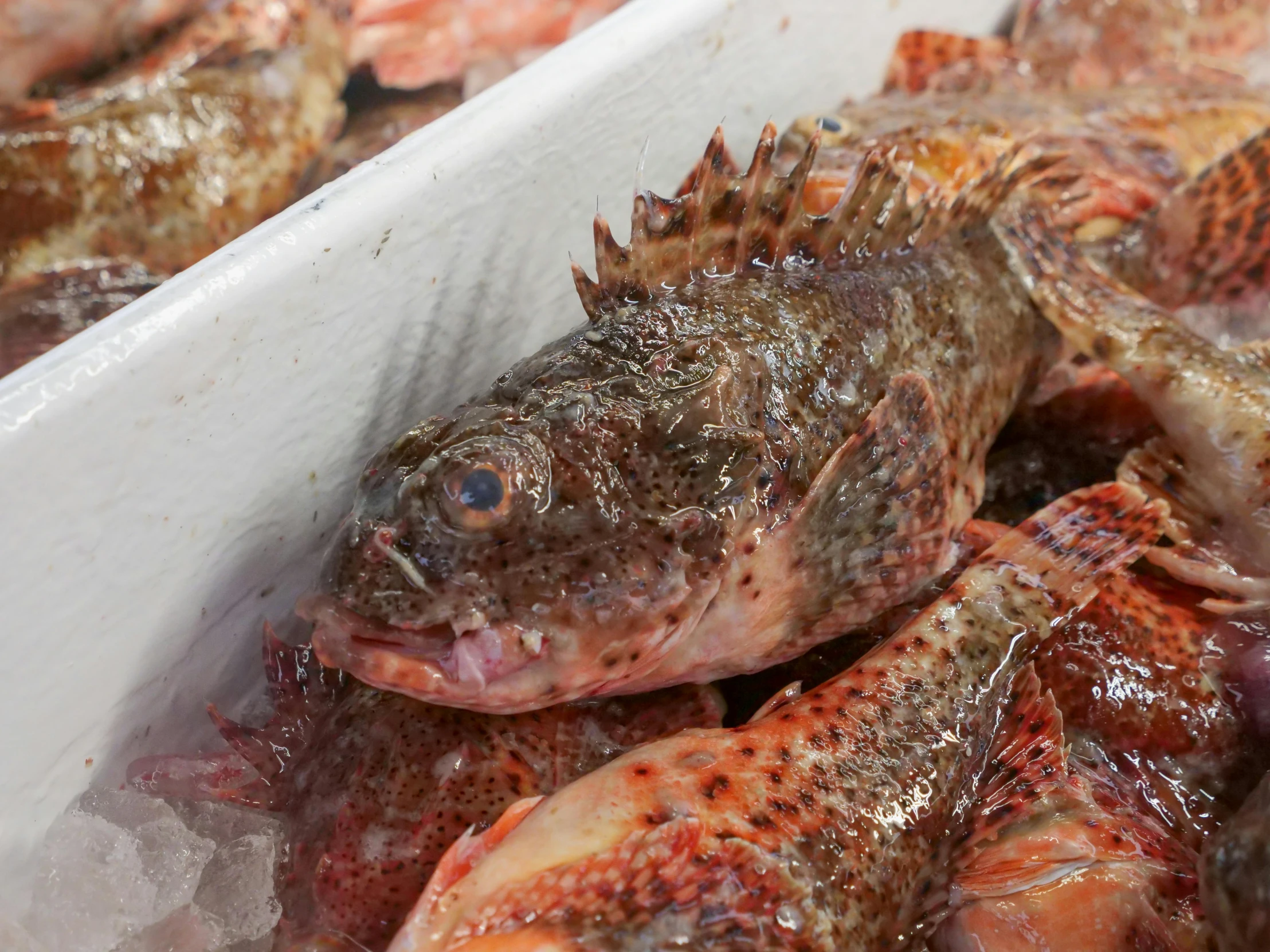 a box filled with lots of fish sitting on top of ice, lion fish, glazed, thumbnail, full faced