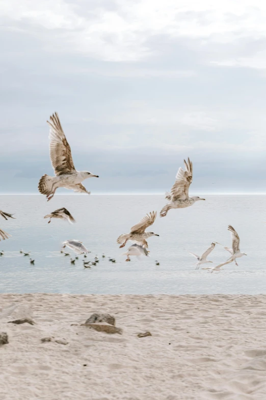 a flock of birds flying over a sandy beach, pexels contest winner, playful composition, 4k serene, museum quality photo, minn