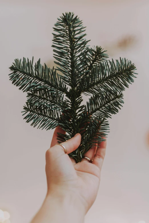 a person holding a christmas tree in their hand, a colorized photo, by Attila Meszlenyi, trending on unsplash, fine simple delicate structure, sustainable materials, needles, kailee mandel