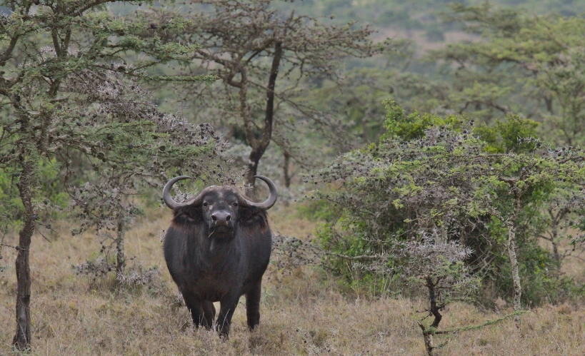 an animal that is standing in the grass, by Joseph Severn, pexels contest winner, hurufiyya, muscular bull headed man, very kenyan, birdeye, green hills savanna tree