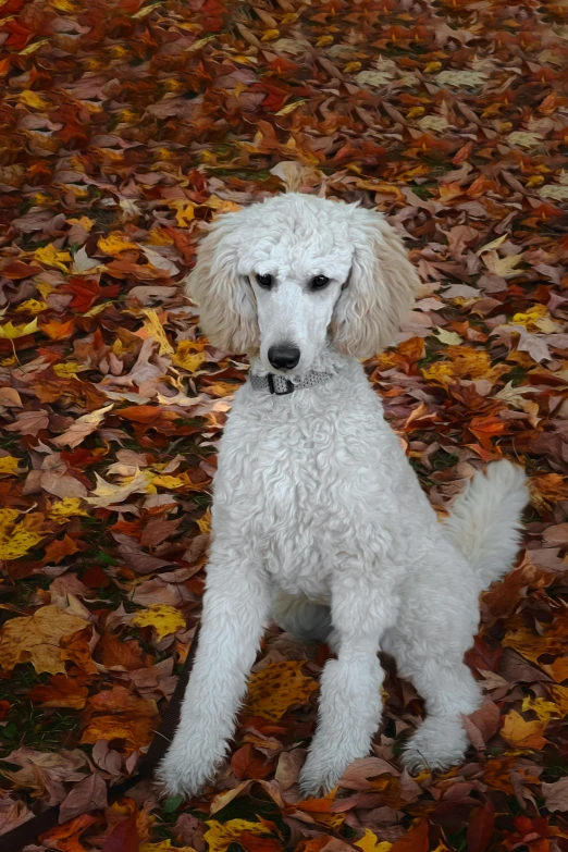 a white poodle sitting in a pile of leaves, trending on reddit, arabesque, realistic photo”