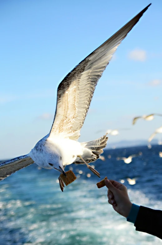 a person feeding a seagull off the side of a boat, flying over the ocean, throwing cards in the air, manly, zoomed in