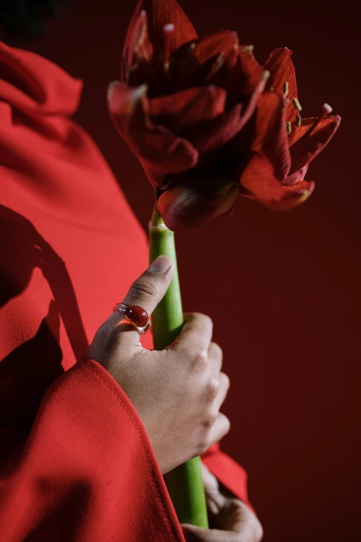 a close up of a person holding a flower, inspired by Anna Füssli, wearing red attire, ring lit, creterion collection, all red