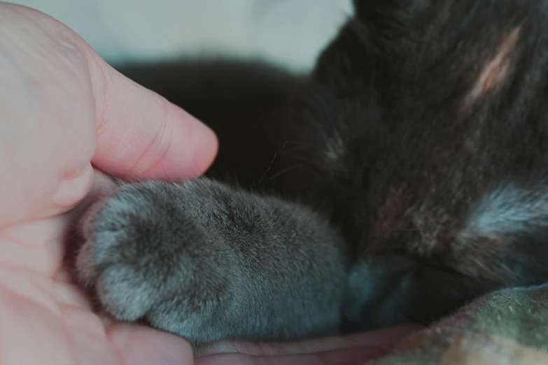 a close up of a person petting a cat, tiny feet, grey, warm shading, bixbite