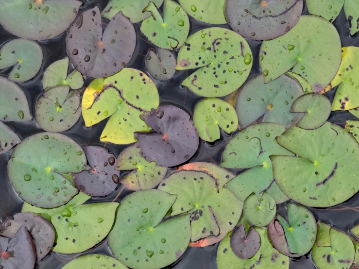 a bunch of green leaves floating on top of a body of water, lying on lily pad, dark purple swamp, mottled coloring, top down photo