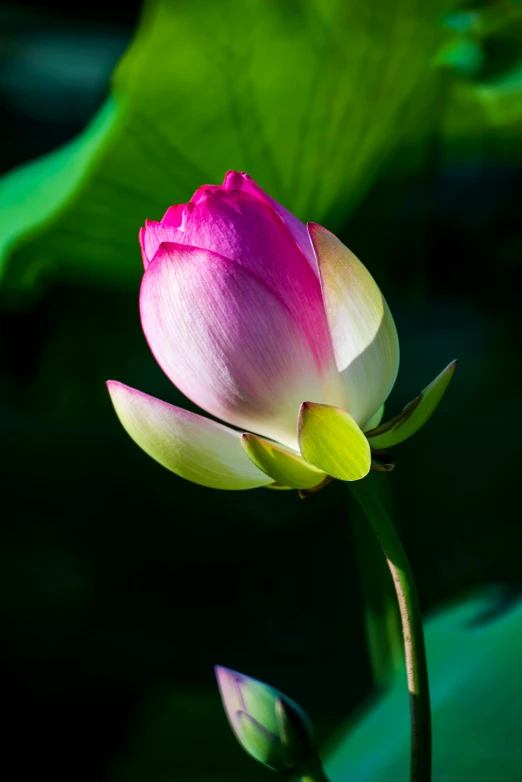 a pink flower sitting on top of a green leaf, lpoty, standing gracefully upon a lotus, paul barson, vietnam