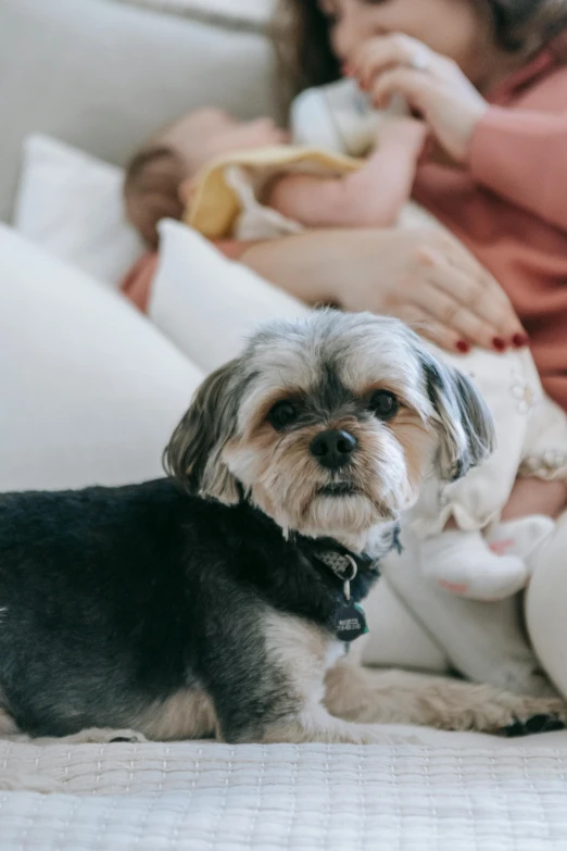 a small dog sitting on top of a bed next to a woman, by Nicolette Macnamara, pexels contest winner, babies in her lap, manuka, wrinkles, relaxing on the couch