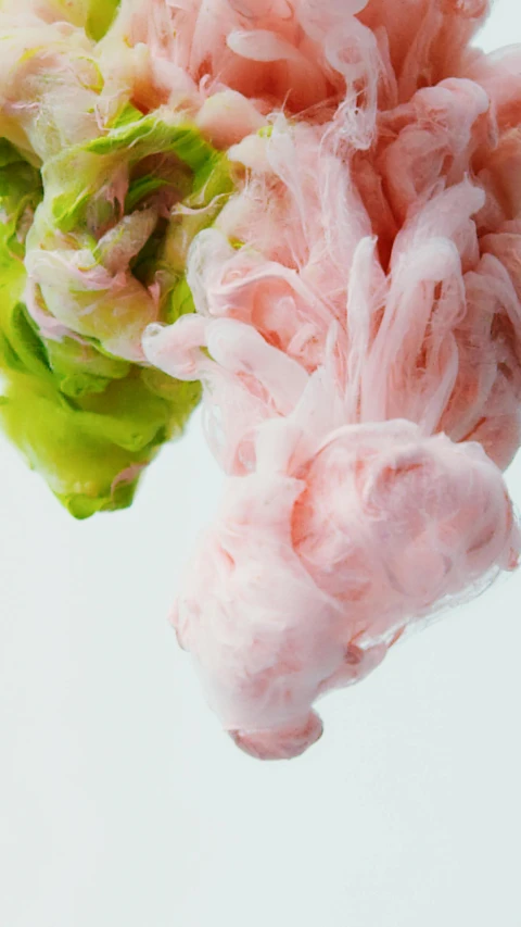 a close up of a pink flower on a white background, inspired by Alberto Seveso, unsplash, conceptual art, tentacles wrapped around burgers, lettuce, made of cotton candy, made of plastic