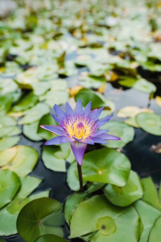 a purple water lily in the middle of a pond, by Reuben Tam, trending on unsplash, mediumslateblue flowers, bangkok, jen atkin, blue and yellow fauna