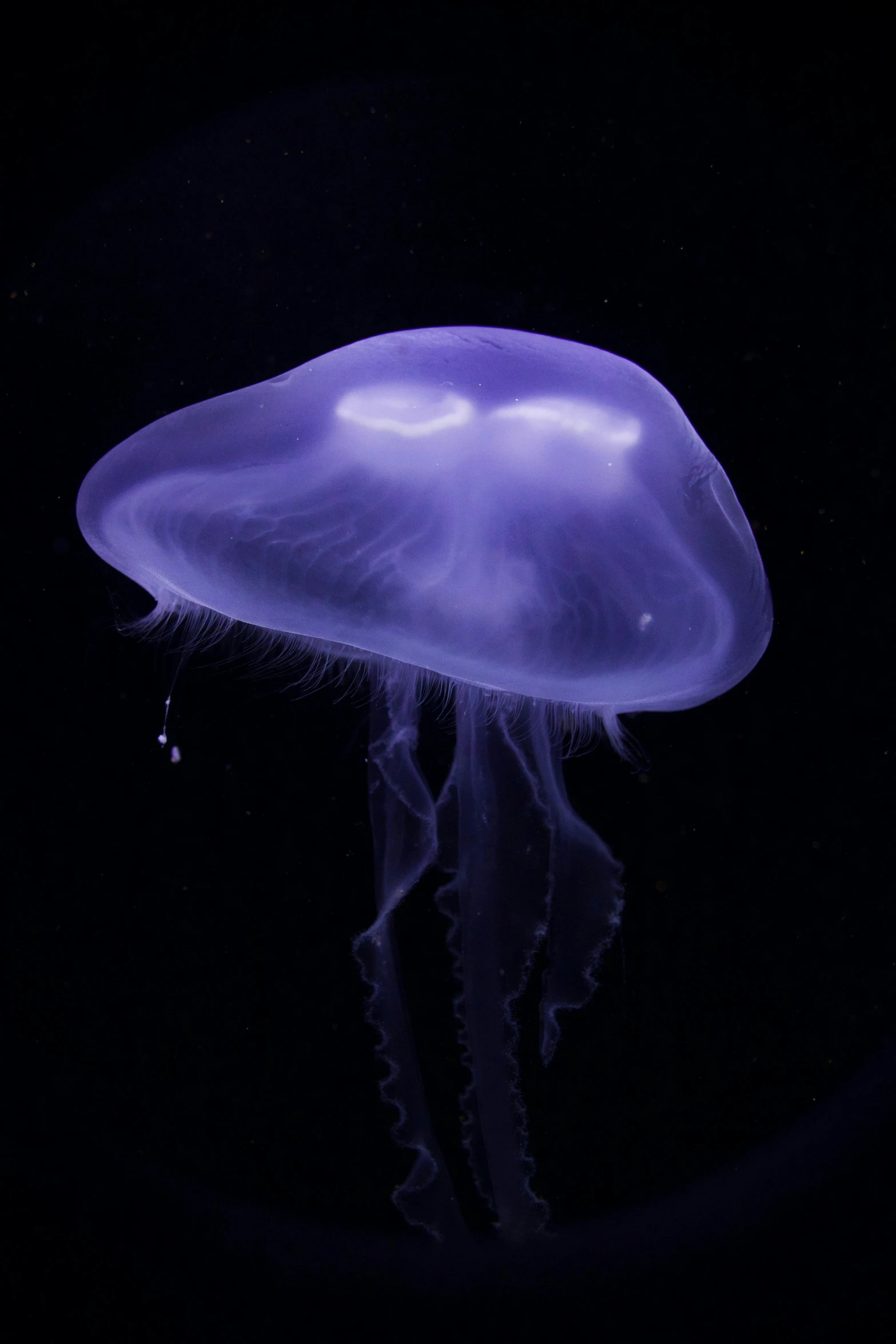 a jellyfish floating in the dark water, dressed in purple, subreddit / r / whale, avatar image, 2000s photo