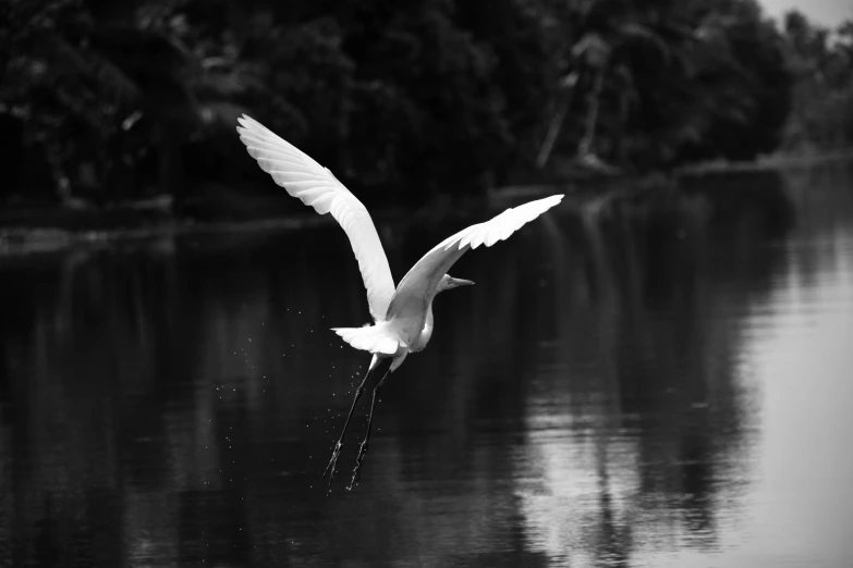 a white bird flying over a body of water, a black and white photo, by Sudip Roy, pexels contest winner, hurufiyya, intense albino, long limbs, icon black and white, celebration