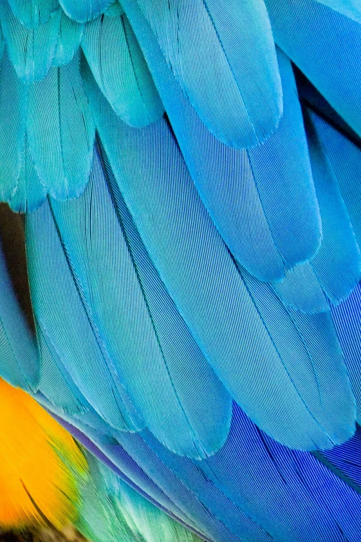 a close up of a colorful bird's feathers, blue colour scheme, yellow and blue color scheme