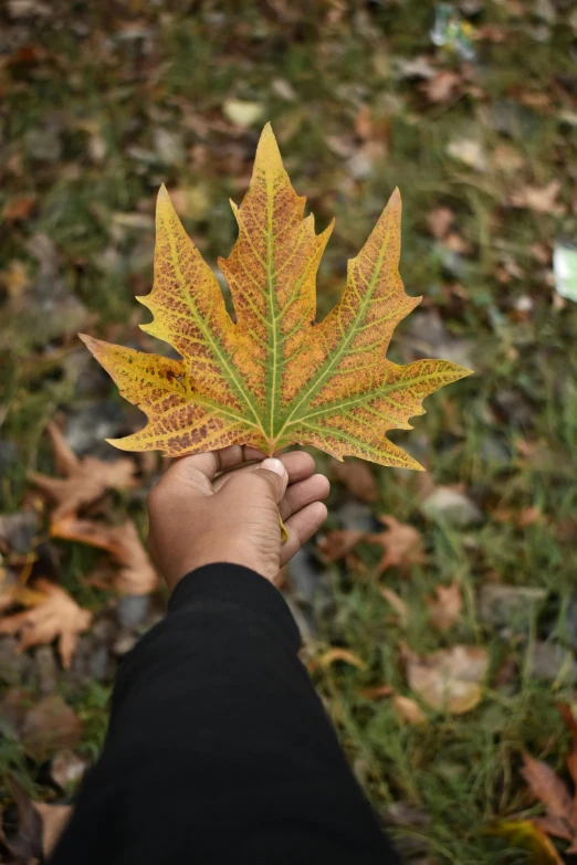 a person holding a leaf in their hand, riyahd cassiem, autumn maples, 420, vivid)