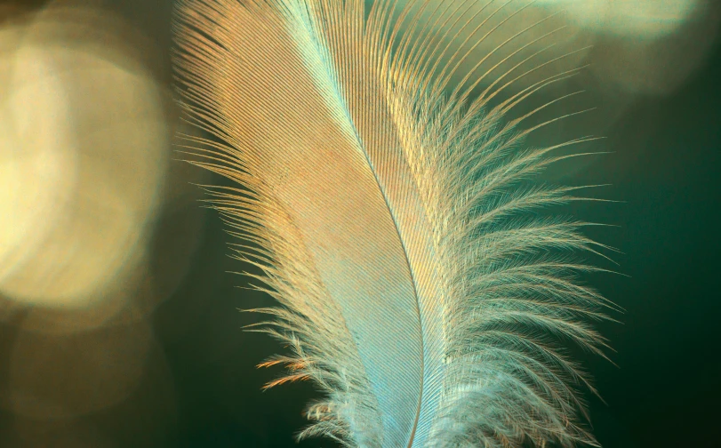 a close up of a feather on a table, a macro photograph, inspired by Elsa Bleda, trending on pexels, hurufiyya, light iridescent color, digital artwork, teal, frank moth