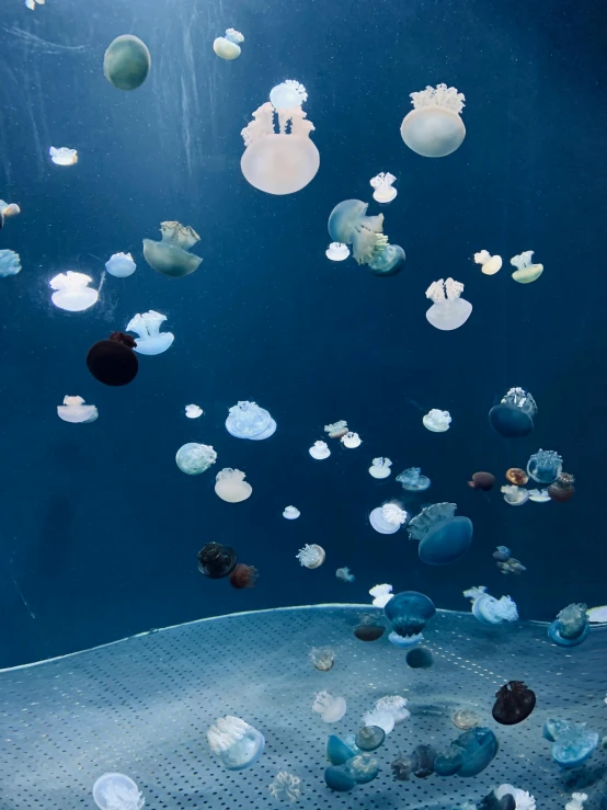 a large aquarium filled with lots of jellyfish, unsplash, rinko kawauchi, jen atkin, multiple stories, pareidolia