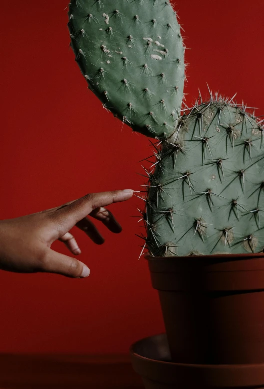 a hand reaching for a cactus in a pot, an album cover, inspired by Elsa Bleda, pexels contest winner, red wall, thorns, it doesn't hurt me ( ye - yeah, mexican