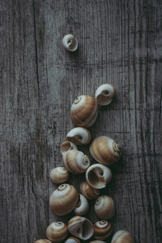 a pile of shells sitting on top of a wooden table, inspired by Anna Füssli, unsplash, renaissance, swirl, eating, shy looking down, tall