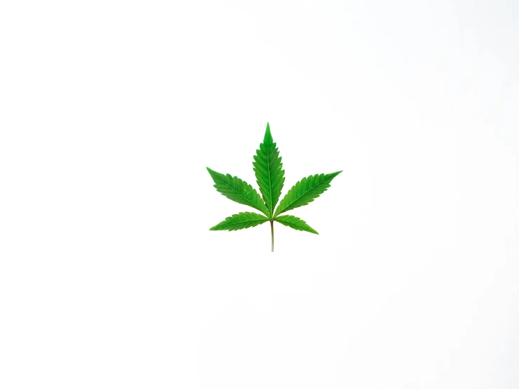 a close up of a leaf on a white surface, an album cover, unsplash, minimalism, cannabis - sativa - field, 15081959 21121991 01012000 4k, perfect high resolution, symbol