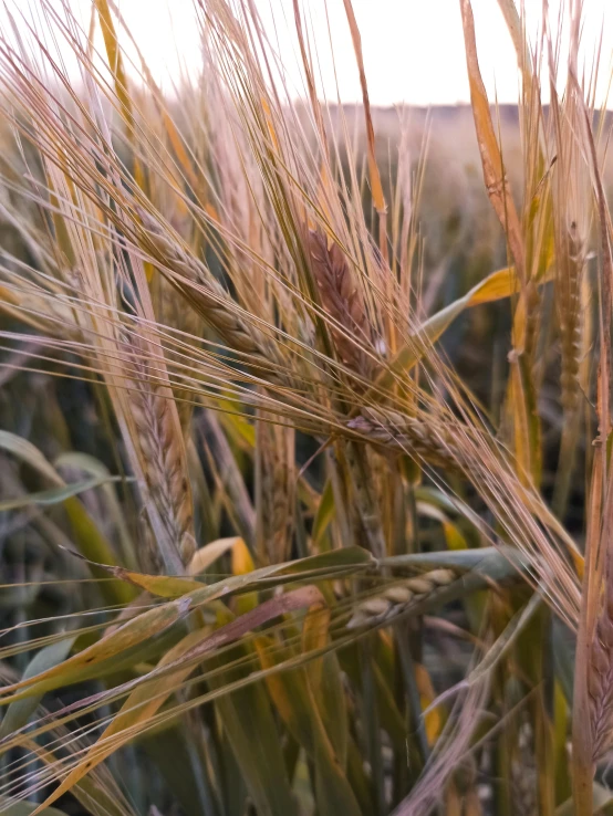 a close up of a bunch of wheat in a field, by David Simpson, unsplash, multiple stories, full frame image