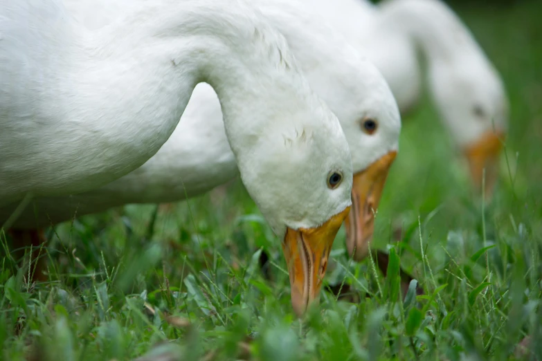 a couple of white ducks standing on top of a lush green field, pexels contest winner, photorealism, eating, intense albino, large noses, in a row