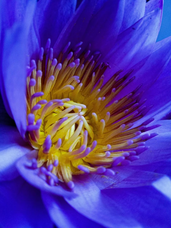 a close up of a purple water lily, a macro photograph, unsplash, blue and yellow lighting, more intense, bright blue