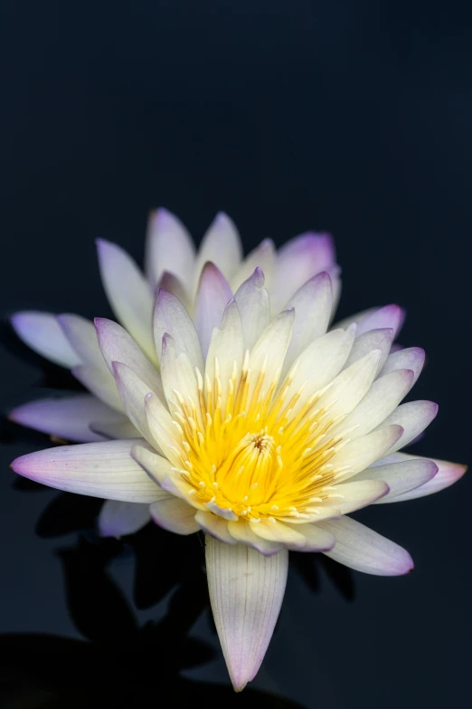 a close up of a flower on a body of water, purple and yellow, white petal, shot with sony alpha, portrait closeup