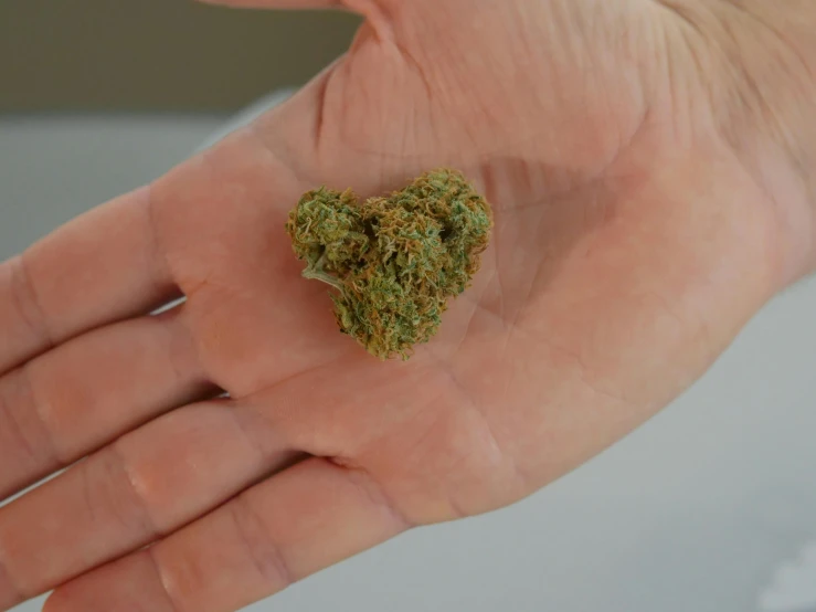 a person holding a piece of marijuana in their hand, by Julia Pishtar, pexels, hurufiyya, heart made of flowers, ultra accurate, soft. high quality, nugget