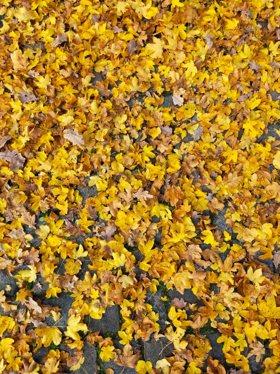 a red fire hydrant surrounded by yellow leaves, by Carey Morris, happening, [ overhead view ]!, scattered golden flakes, square, yellow purple