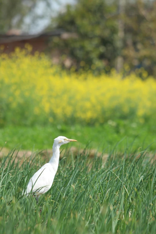 a white bird standing on top of a lush green field, mustard, heron prestorn, sitting in a field of flowers, february)